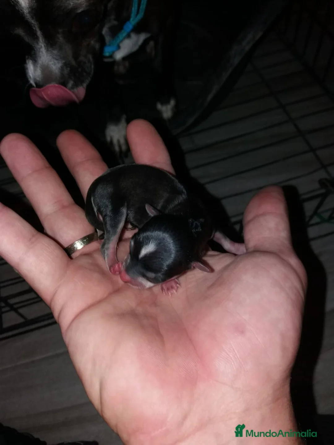 Chihuahua perros en venta: Preciosos cachorros chihuahua.blue tricolor  en Alicante - Anuncio 1