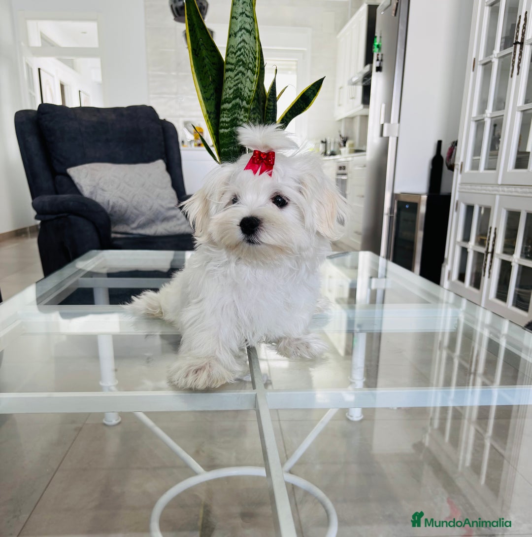 Bichón Maltés perros en venta: Cachorrito de bichon maltés macho calidad - Imagen 3