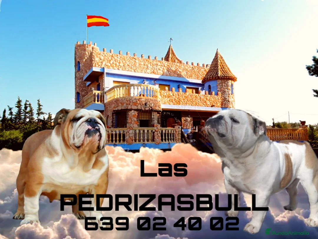 Imagen de galería {{count}}