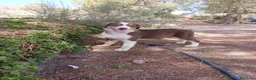 Pastor Australiano perros en venta: PASTOR AUSTRALIANO  - Anuncio 13