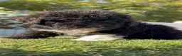 Perro de Agua Español perros en venta: PERRO DE AGUA ESPAÑOL - Anuncio 30