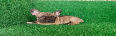 Bulldog Francés 4