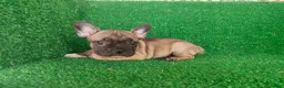 Bulldog Francés perros en venta: Bulldog francés  - Anuncio 8