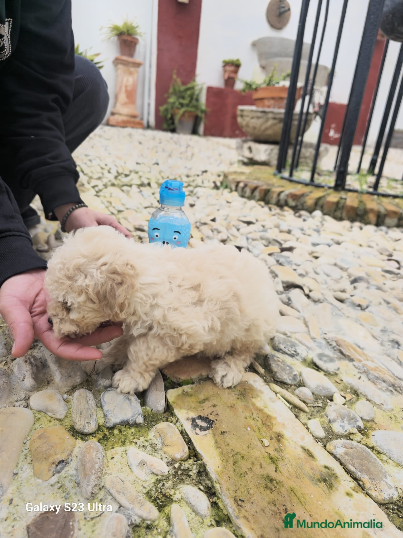 Caniche Toy perros Caniche toy  - Anuncio 2