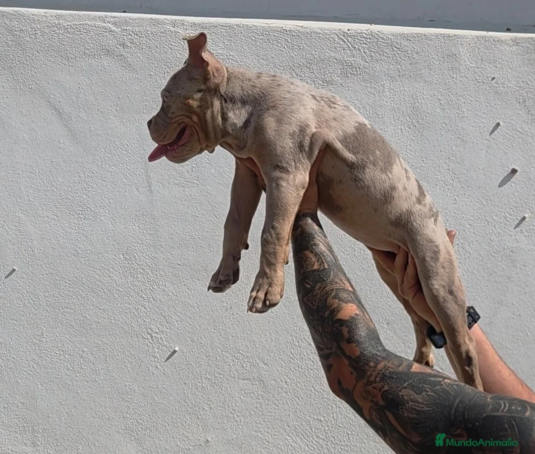 American Bully perros en venta: American bully pocket  - Anuncio 2