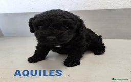 Perro de Agua Español perros en venta: Perros de agua de La Renquia - Imagen 5