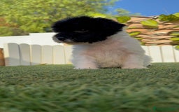 Perro de Agua Español perros en venta: PERRO DE AGUA HEMBRA - Imagen 10