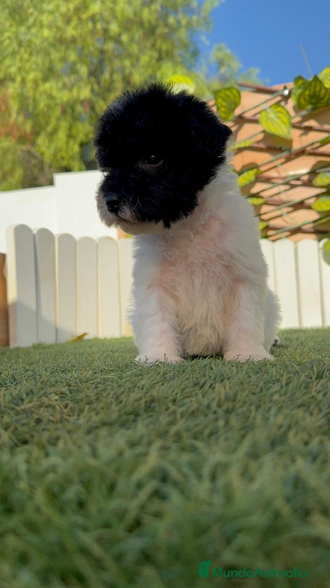 Perro de Agua Español perros en venta: PERRO DE AGUA HEMBRA - Imagen 10