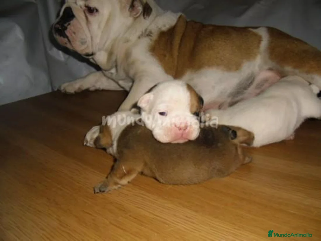 Imagen de galería {{count}}