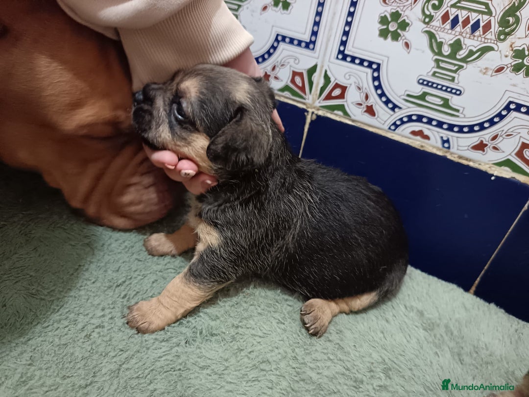 American Bully perros en venta: AMERICAN BULLY 💯 - Anuncio 1