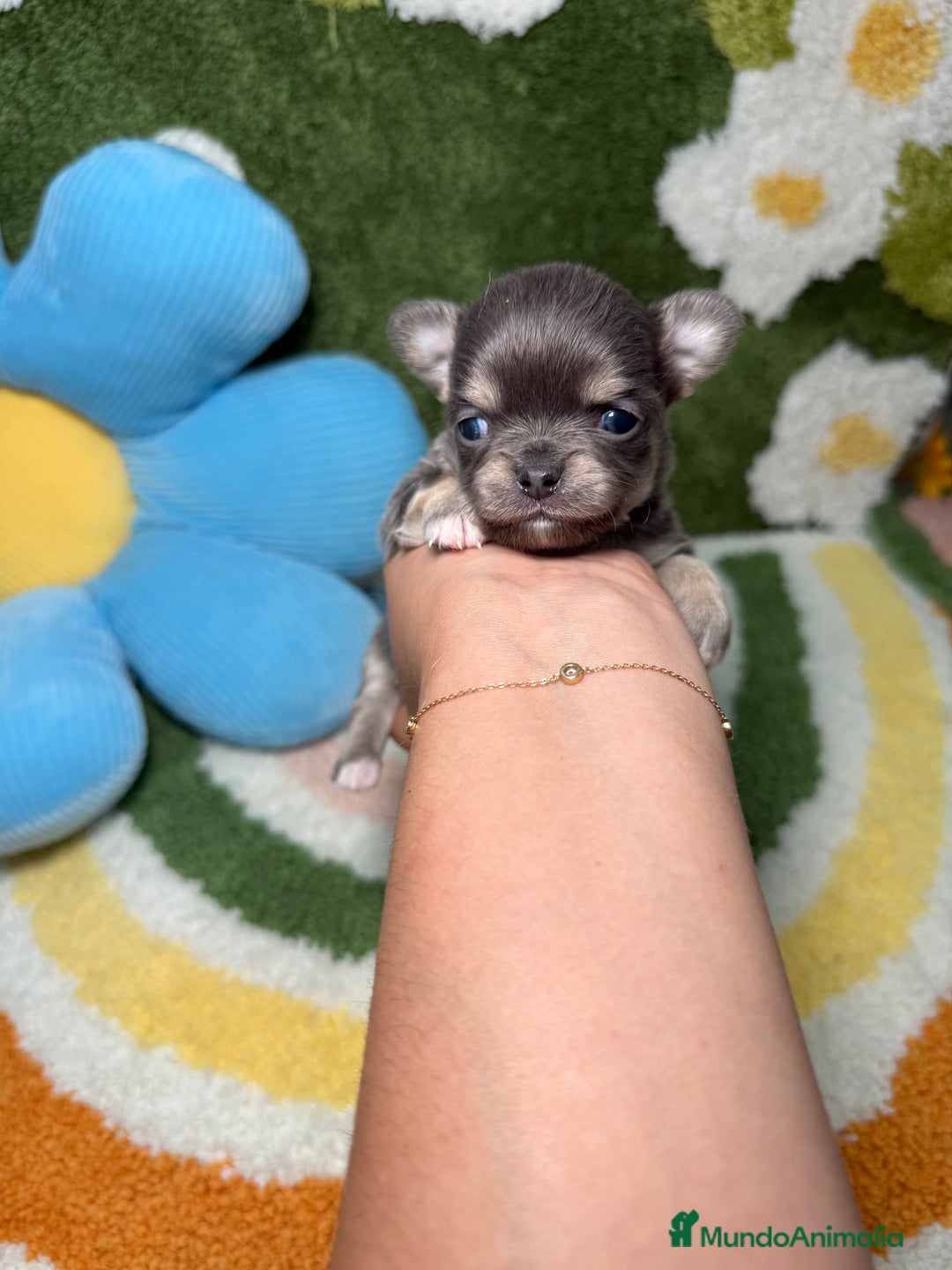 Chihuahua perros en venta: Chihuahua Pelo Largo Lilac  - Imagen 4