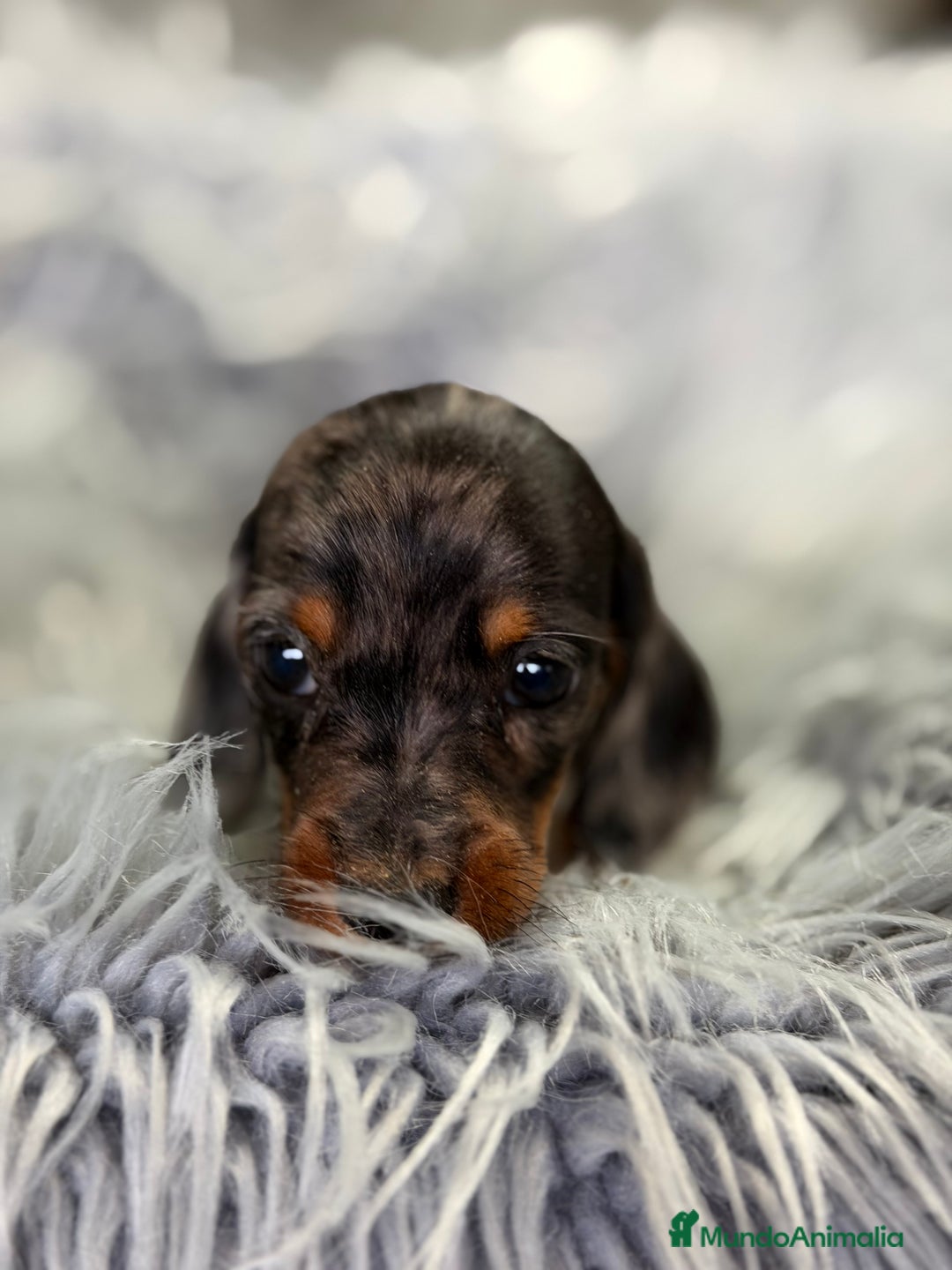 Teckel Miniatura perros en venta: Teckel Arlequin Kaninchen  - Anuncio 7