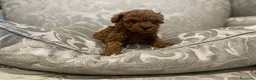 Caniche Toy perros en venta: caniche toy - Anuncio 6