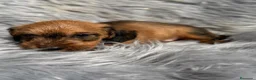 Teckel Miniatura perros en venta: TECKEL HOJA SECA PAPÁS KANINCHEN - Anuncio 8