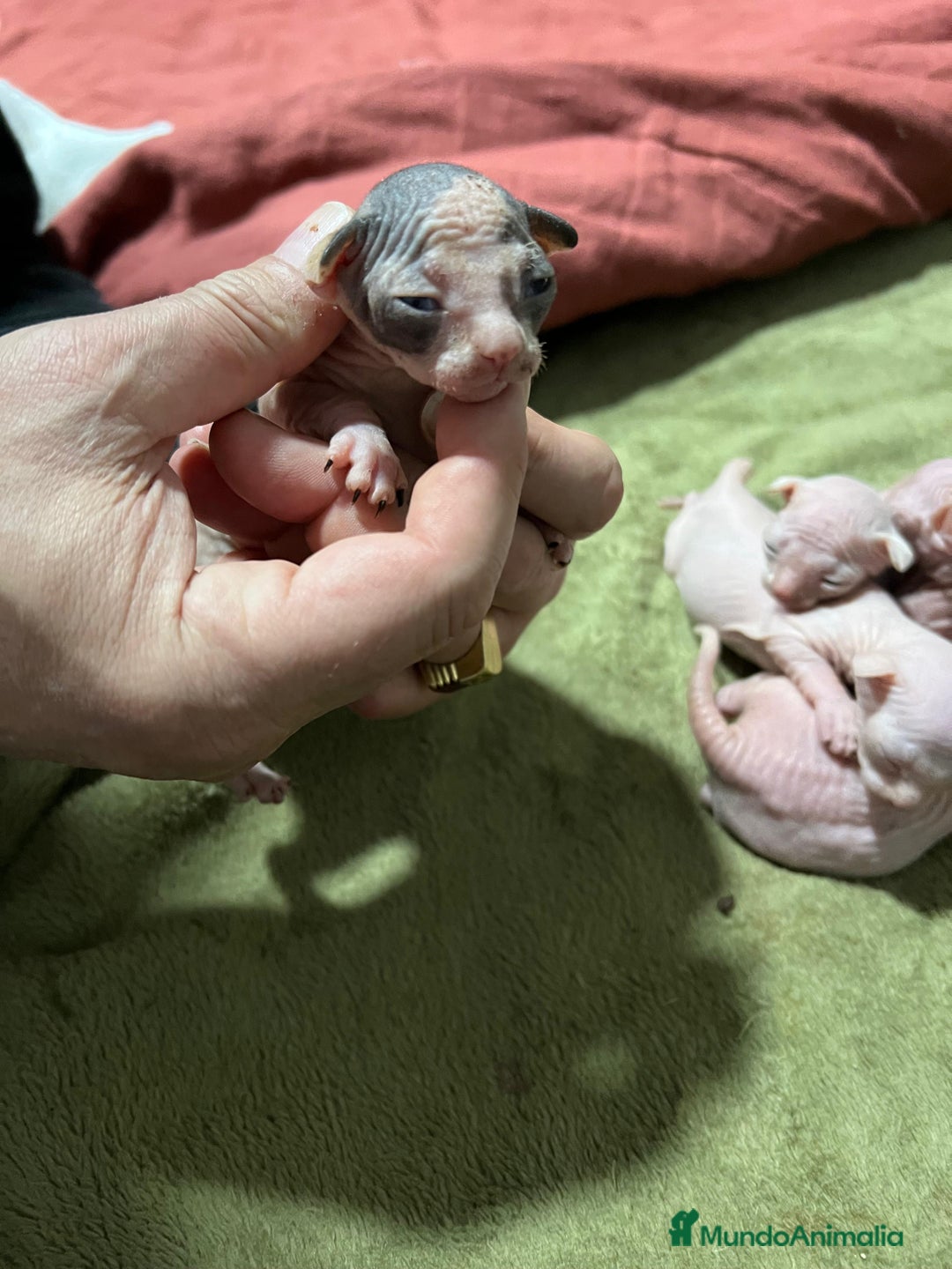 Sphynx gatos en venta: Preciosa cameda de ephynx - Anuncio 8