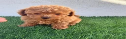 Caniche Toy perros en venta: Caniche toy - Anuncio 1