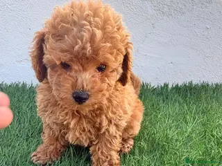 Caniche Toy perros Caniche toy - Anuncio 2