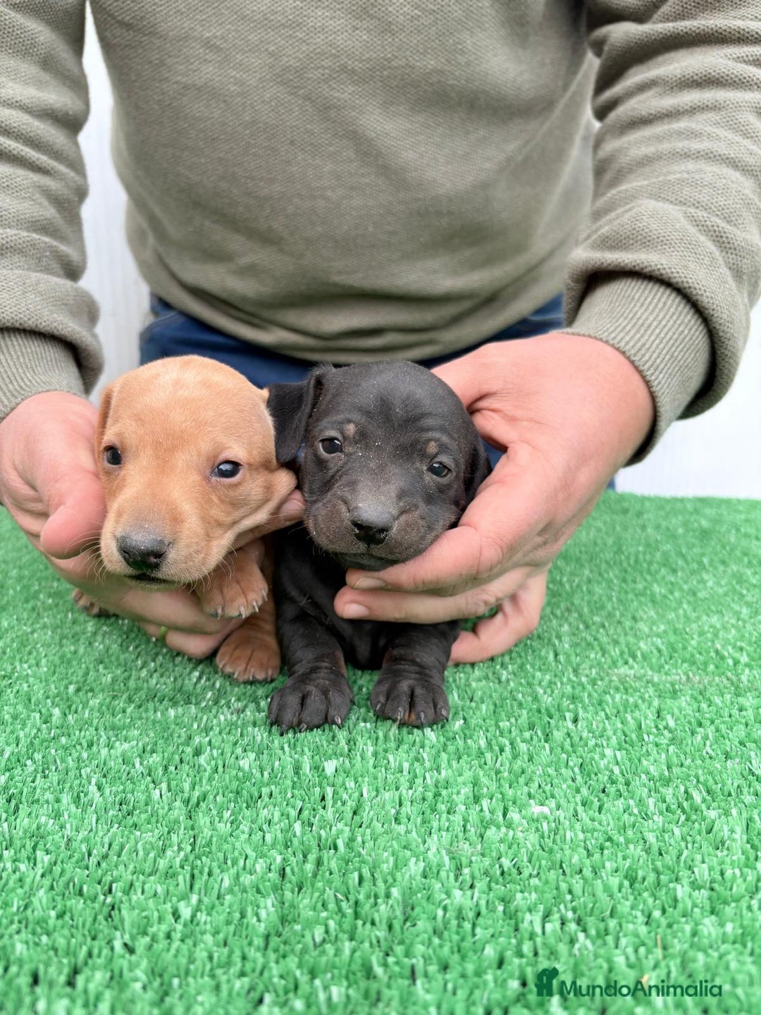 Teckel perros en venta: Teckel kanichen  - Anuncio 2