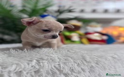 Chihuahua perros en venta: CHIHUAHUA HEMBRA - Anuncio 6