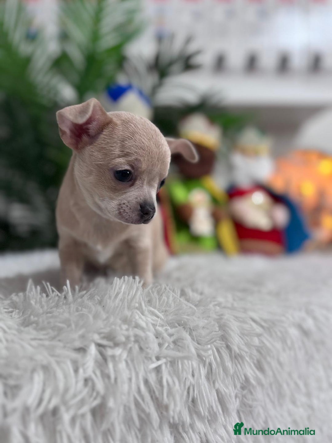 Chihuahua perros en venta: CHIHUAHUA HEMBRA - Anuncio 6