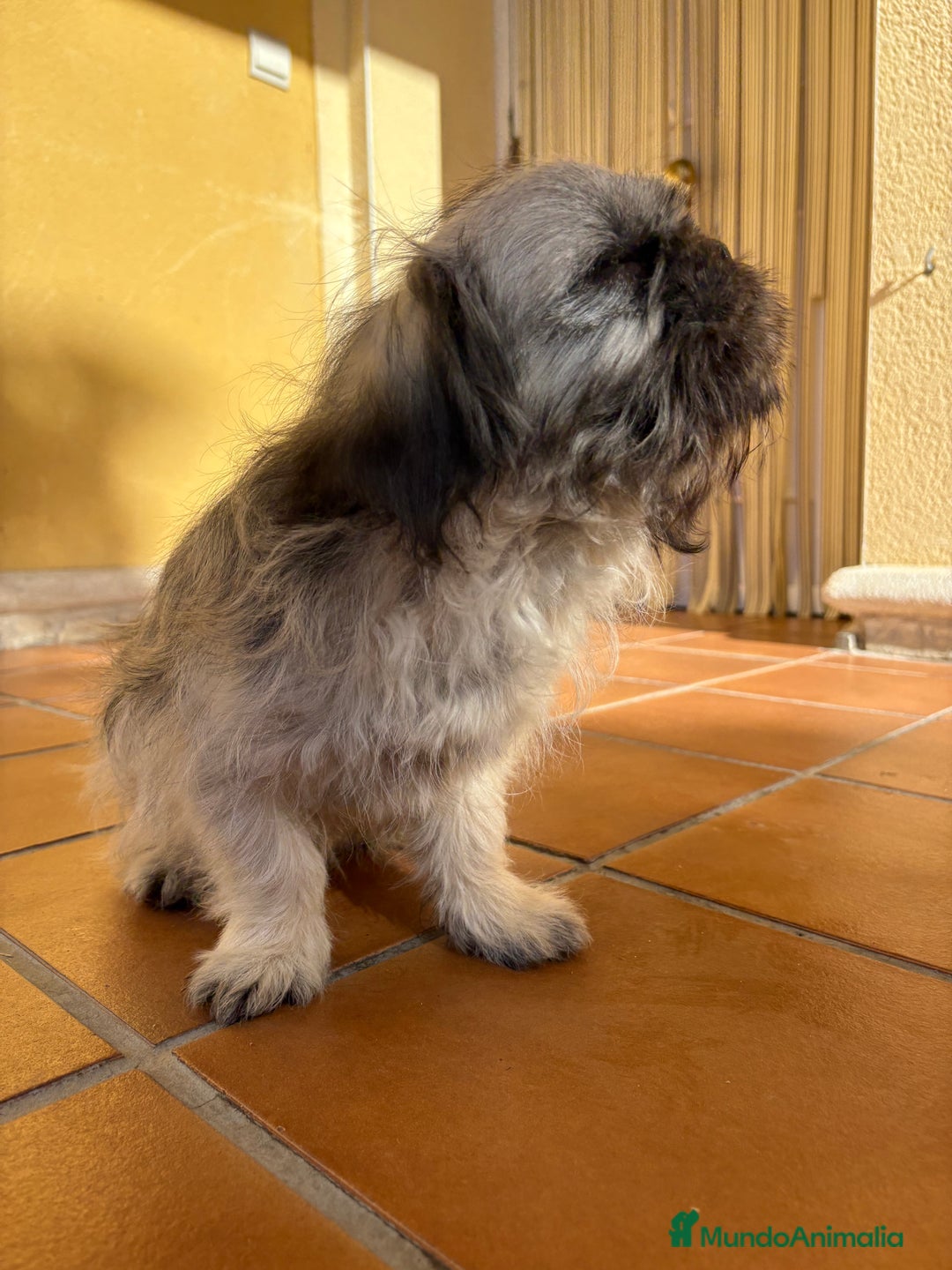 Pekinés perros en venta: Pekines imperial hembra preciosa  - Anuncio 31