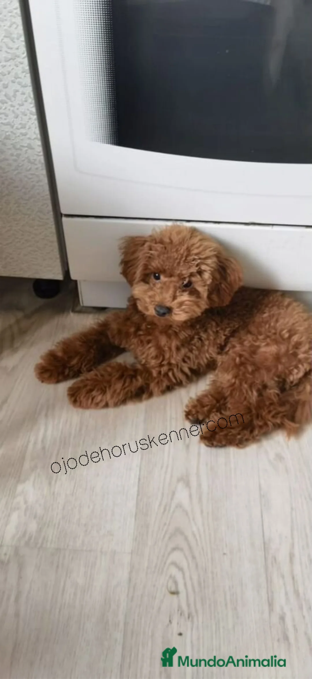 Caniche Toy perros en venta: Macho 4 meses apricot  en Valencia - Anuncio 4