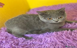 Británico de Pelo Corto Azul gatos en venta: British Blue hembra  - Imagen 3