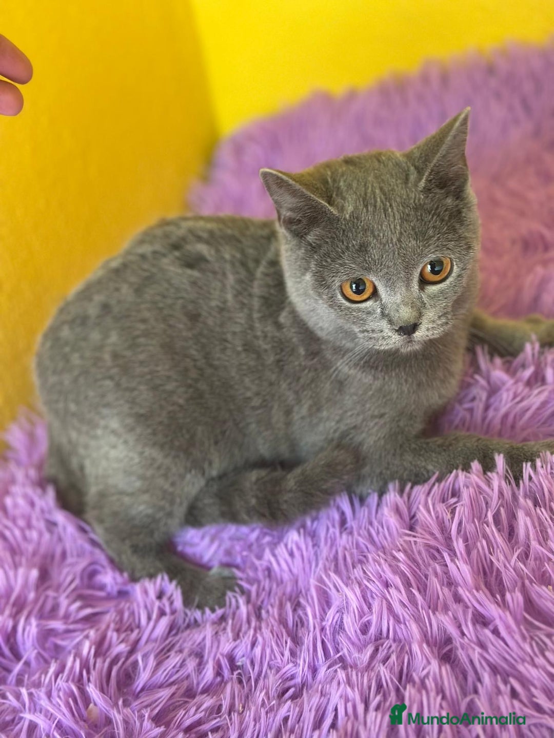 Británico de Pelo Corto Azul gatos en venta: British Blue hembra  - Imagen 3