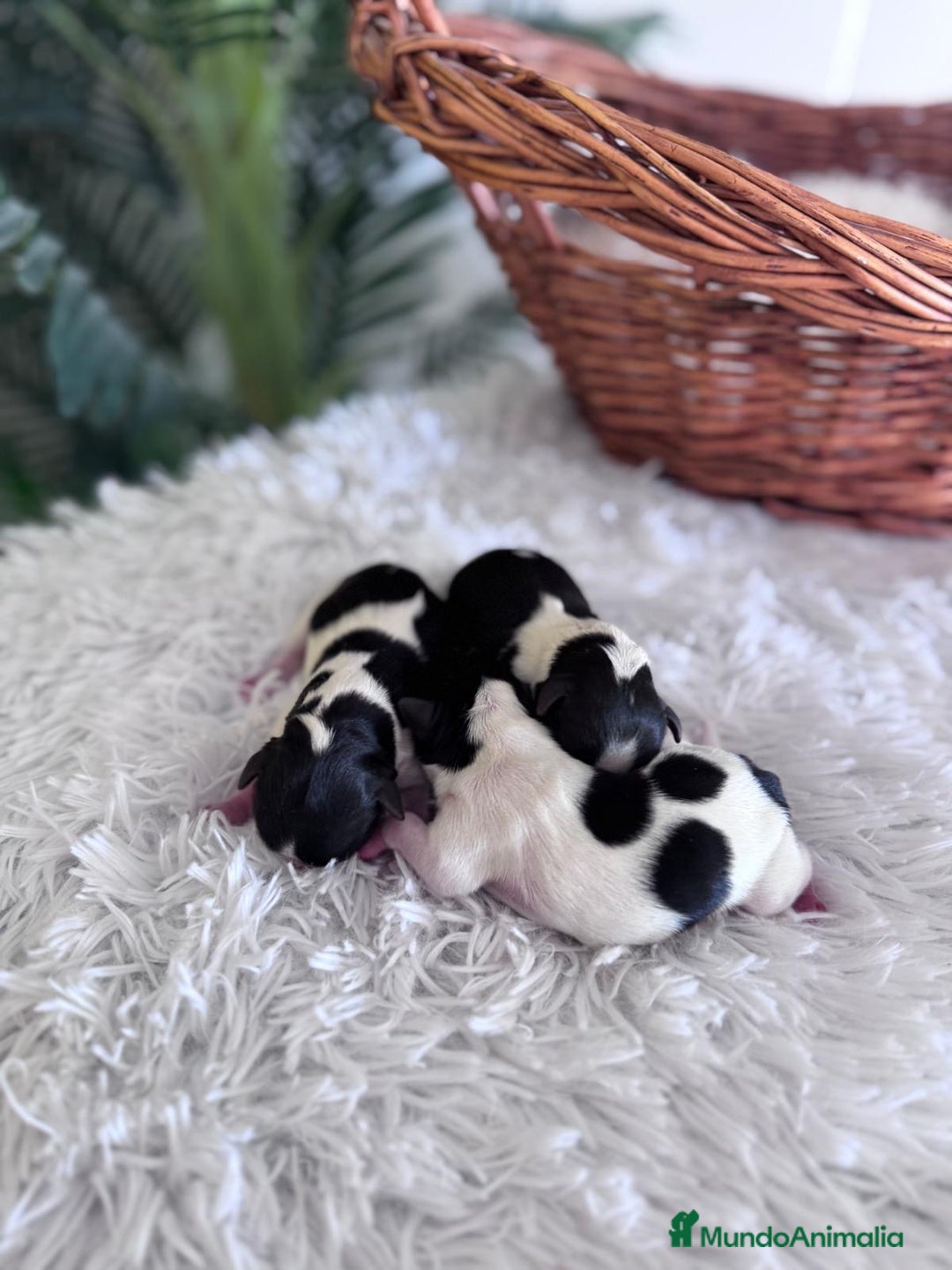 Yorkshire Terrier perros en venta: YORKSHIRE BIEWER HEMBRAS  - Imagen 8