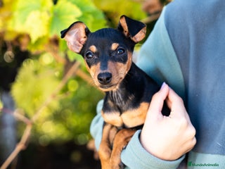 Pinscher Miniatura perros - Anuncio 2
