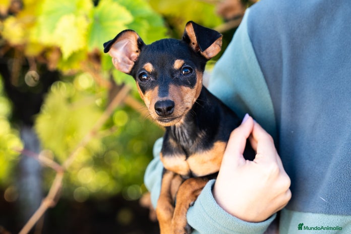 Pinscher Miniatura perros - Anuncio 2