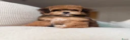 Maltipoo perros en venta: Maltipoo Toy exclusivas tonalidades !!! - Anuncio 2