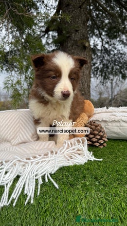 Border Collie perros en Asturias - Anuncio 9