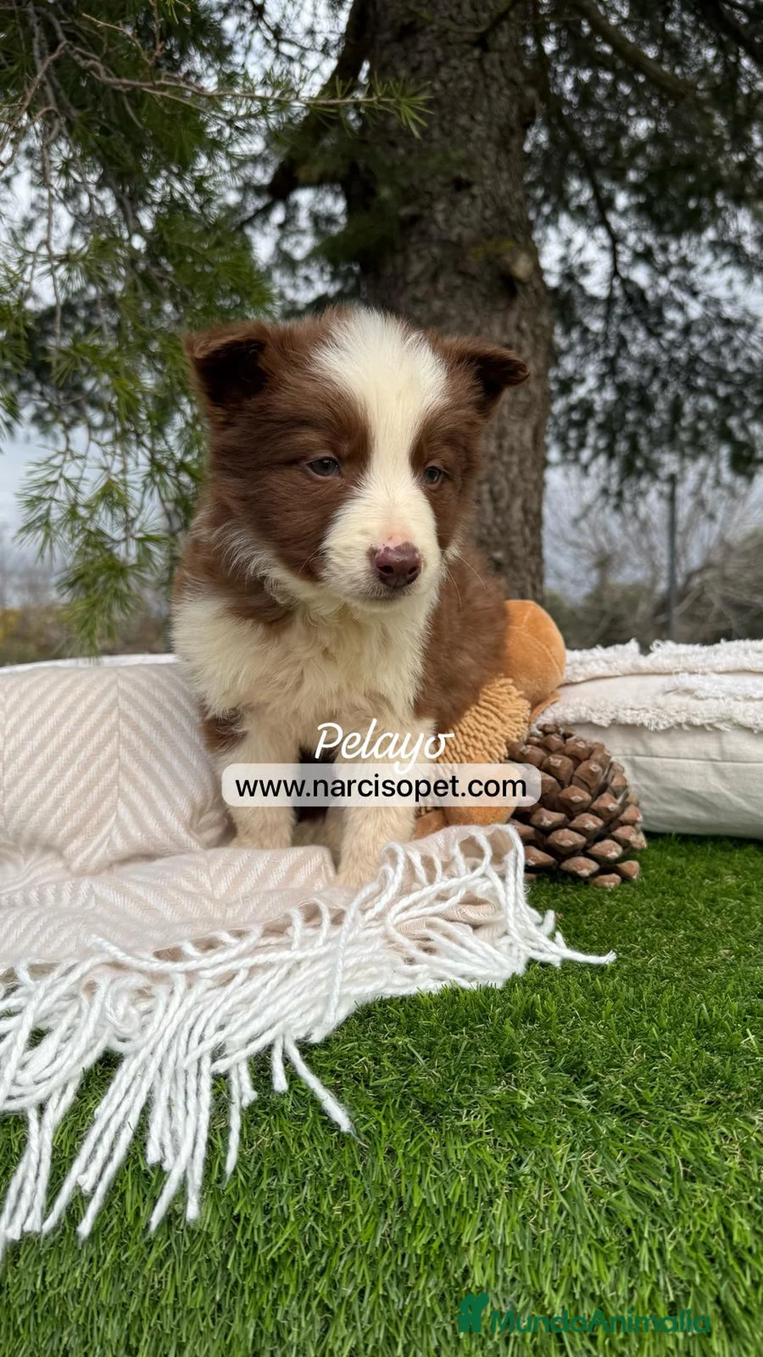 Border Collie perros en venta: CACHORRITO BORDER COLLIE CHOCOLATE en Asturias - Anuncio 1