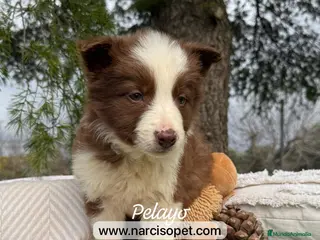 Border Collie perros CACHORRITO BORDER COLLIE CHOCOLATE en Asturias - Anuncio 16