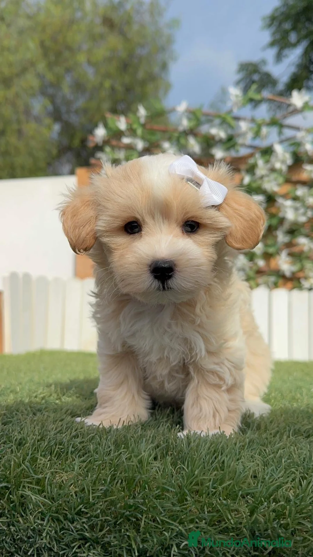 Maltipoo perros en venta: MALTIPOO  - Anuncio 16