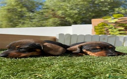 Teckel Miniatura perros en venta: TECKEL MINIATURA MACHO - Imagen 11