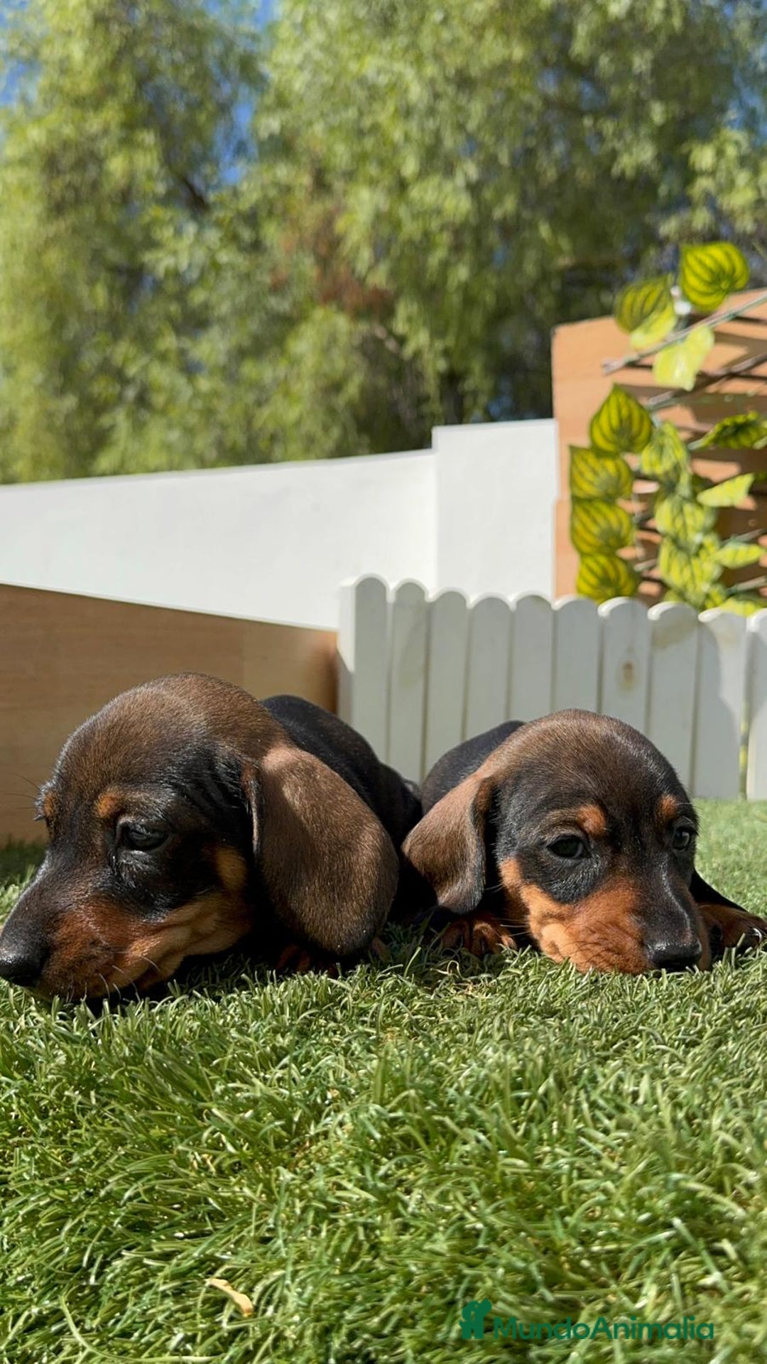 Teckel Miniatura perros en venta: TECKEL MINIATURA MACHO - Imagen 11