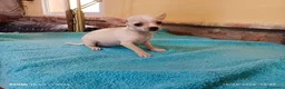 Chihuahua perros en venta: Cachorrito chihuahua - Anuncio 1