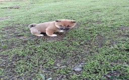 Shiba Inu perros en venta: Cachorros de Shiba Inu  - Imagen 8