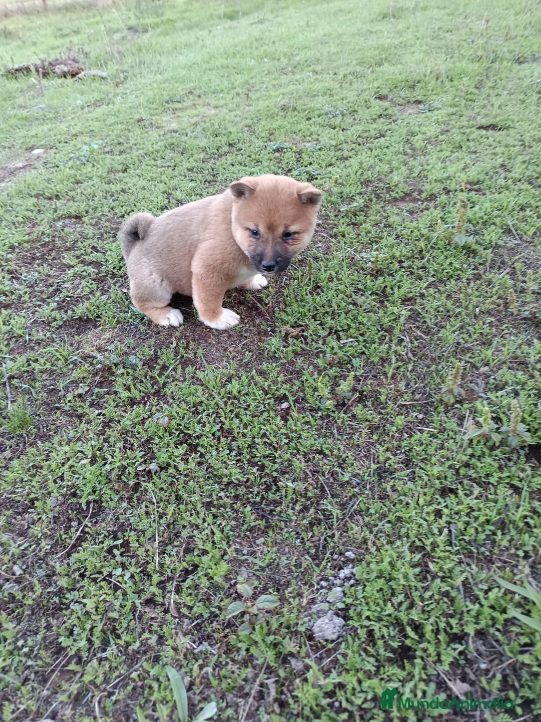 Shiba Inu perros en venta: Cachorros de Shiba Inu  - Imagen 8