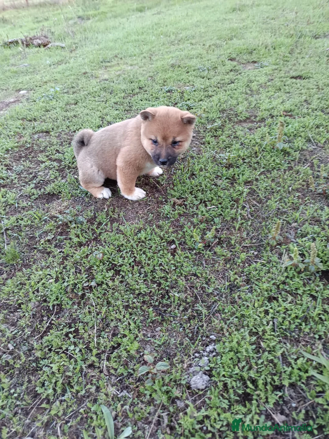 Shiba Inu perros en venta: Cachorros de Shiba Inu  - Anuncio 8