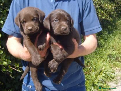 Labrador Retriever perros Labrador chocolate en Madrid - Anuncio 20