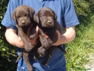 Labrador Retriever perros Labrador chocolate en Madrid - Anuncio 22