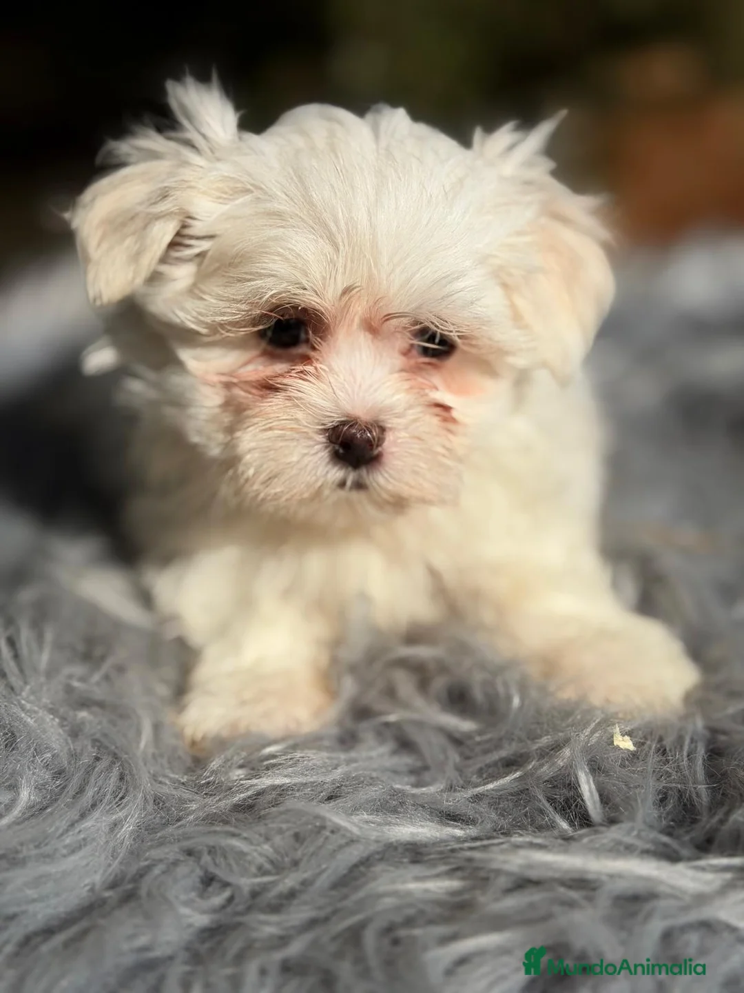 Bichón Maltés perros en venta: BICHÓN MALTÉS MACHO - Anuncio 4