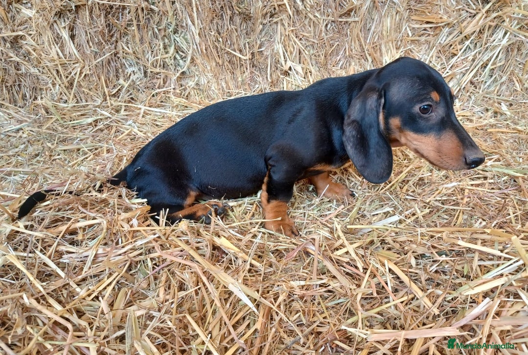 Teckel perros en venta: TECKEL CALIDAD Y SELECCIÓN  - Imagen 2