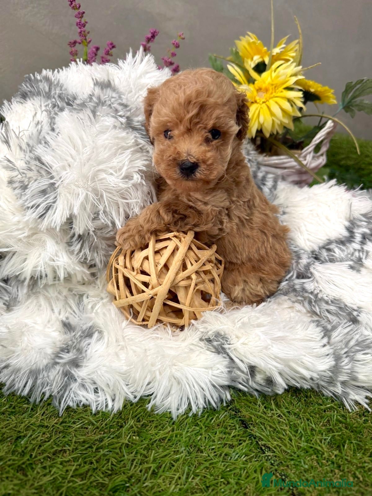 Caniche Toy perros Caniche Toy hembra apricot fotos actuales!! - Anuncio 1