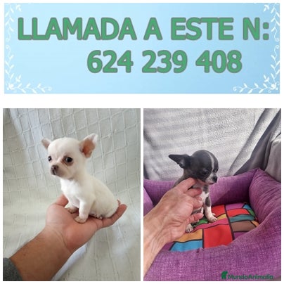 Chihuahua perros PRECIOSOS CHIHUAHUA RUSO Y ASIÁTICO    - Anuncio 1