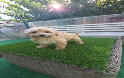 Maltipoo perros en venta: Maltipoo macho apricot  - Imagen 1