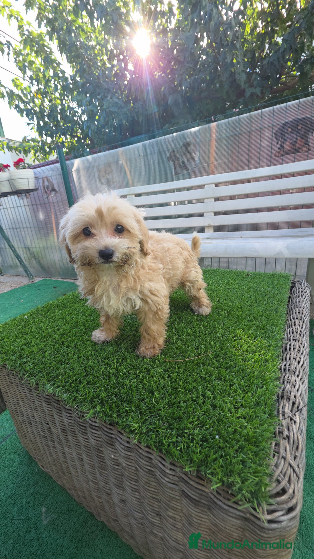 Maltipoo perros en venta: Maltipoo macho apricot  - Imagen 1